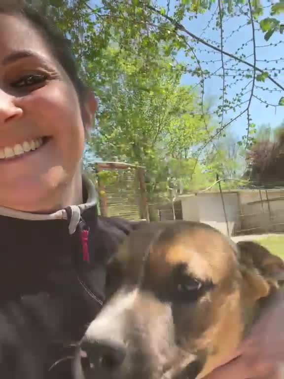 Meticcio cani in regalo: ADORABILE MOLOSSINO - Video 1