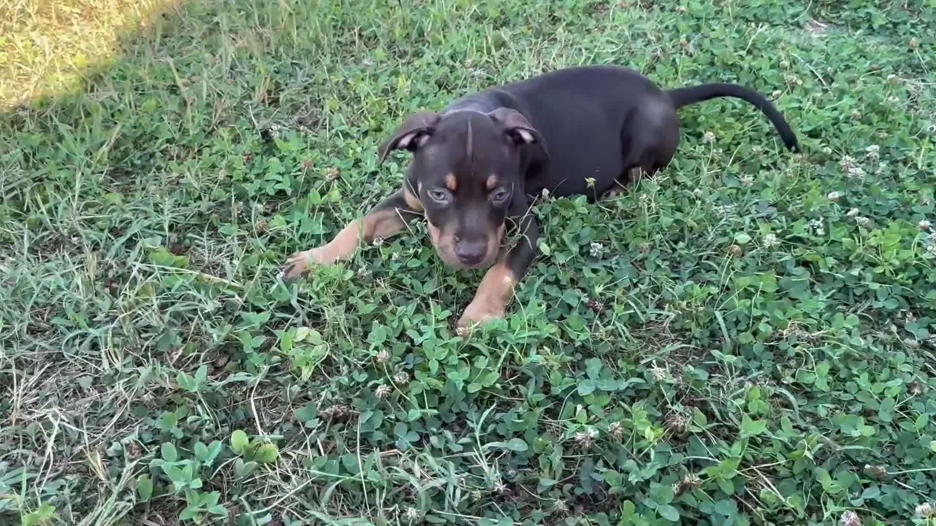 Pitbull cani in vendita: Cuccioli di Pit Bull con Pedigree anche a rate - Video 2