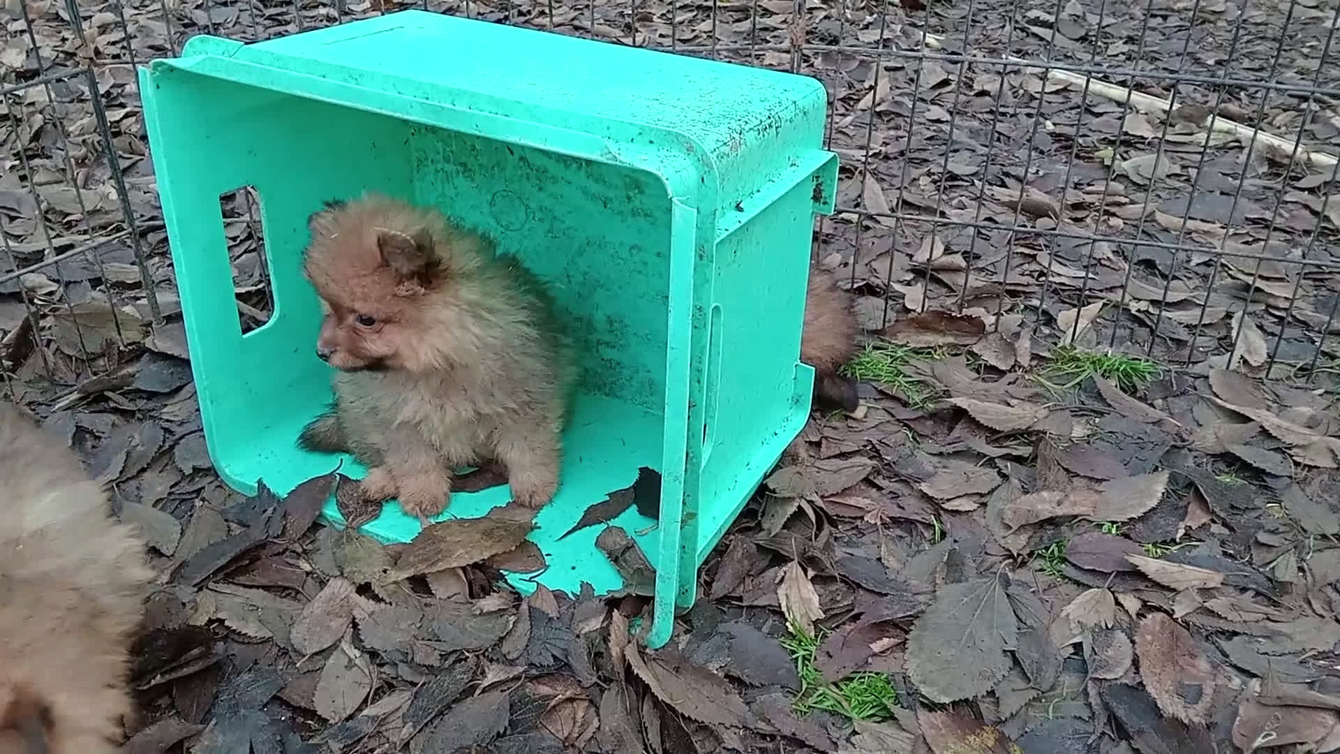 Spitz cani in vendita: Cuccioli Spitz Piccolo  - Video 1