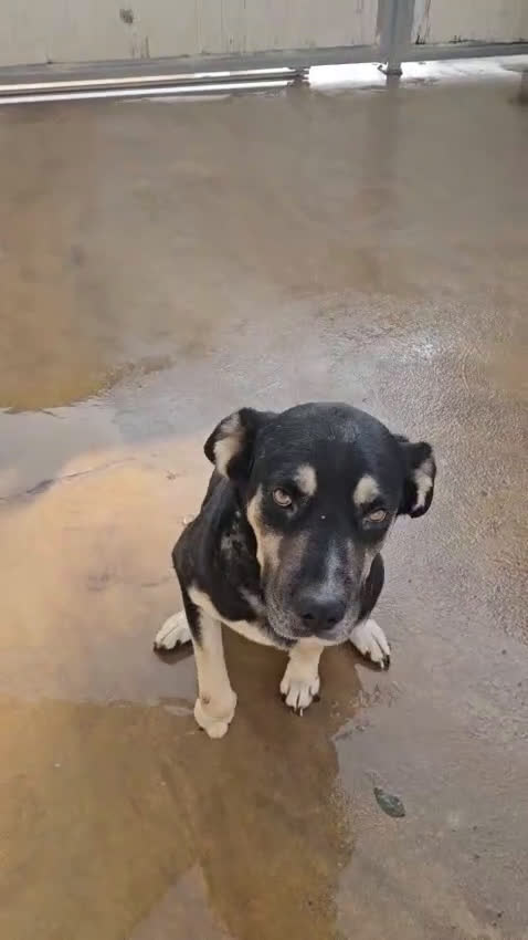 Meticcio cani in regalo: Fabrizia: taglia grande, dolce ed equilibrata  - Video 2