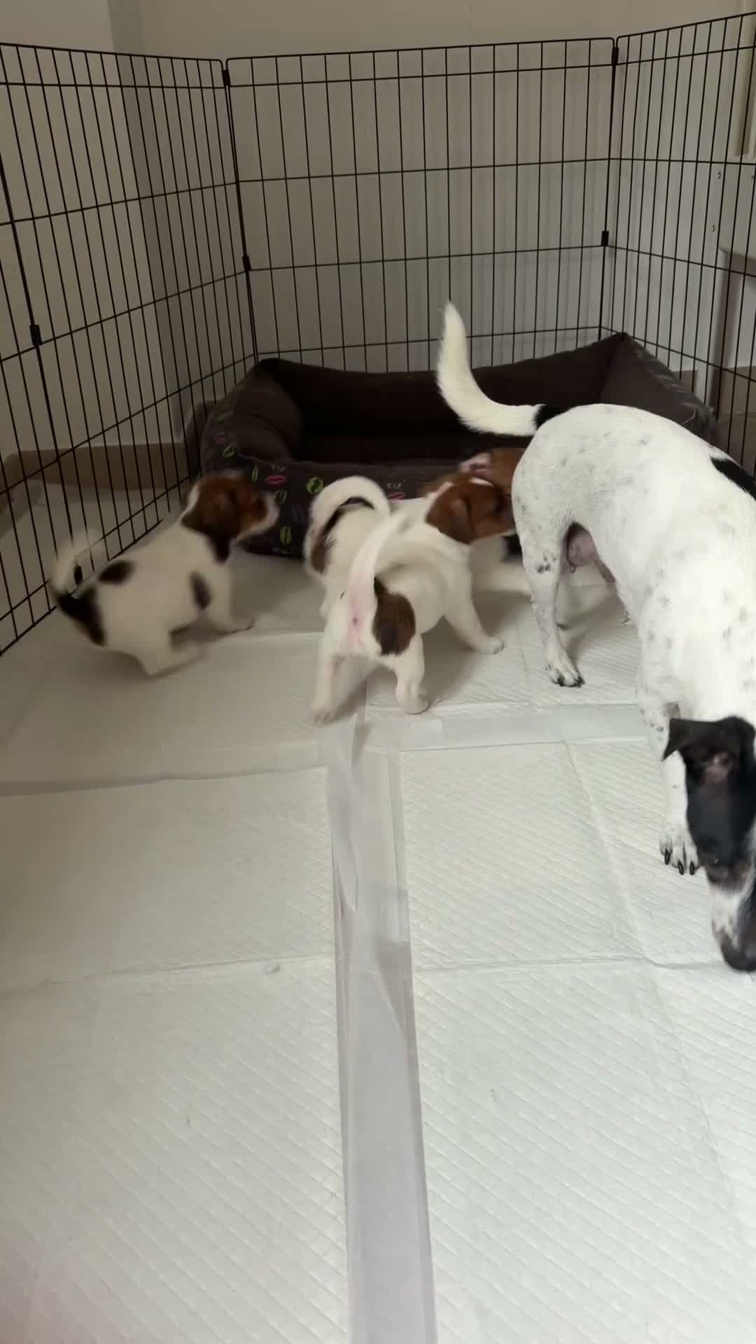 Jack Russell cani in vendita: Cuccioli di Jack Russel Terrier con pedigree ENCI - Video 1