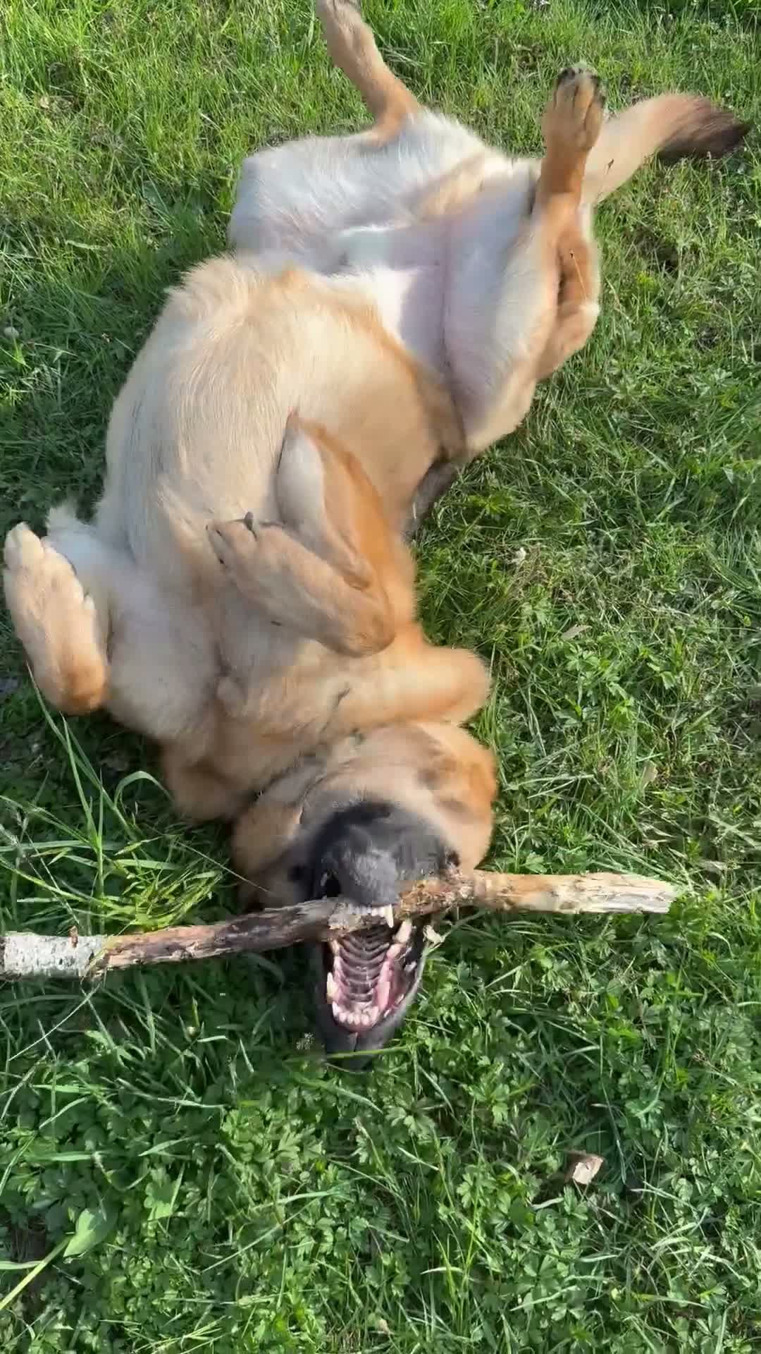 Pastore Tedesco cani in regalo: Cucciolo Pastore tedesco  - Video 1