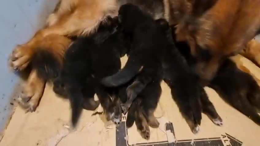 Pastore Tedesco cani in vendita: cuccioli pastore tedesco - Video 1