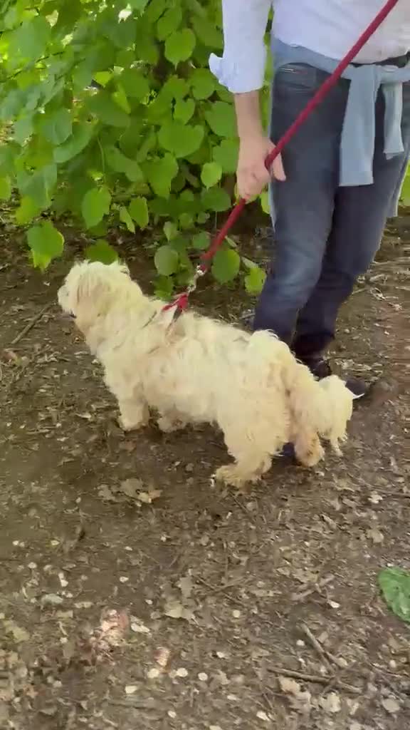 Meticcio cani in regalo: Snoopy, un meticcio coccolone - Video 1