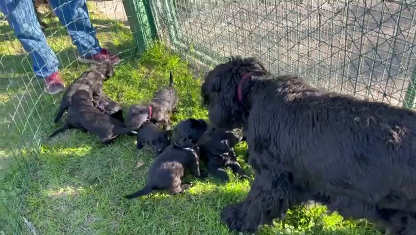 Schnauzer Gigante cani in vendita: cuccioli di Schnauzer gigante  - Video 1