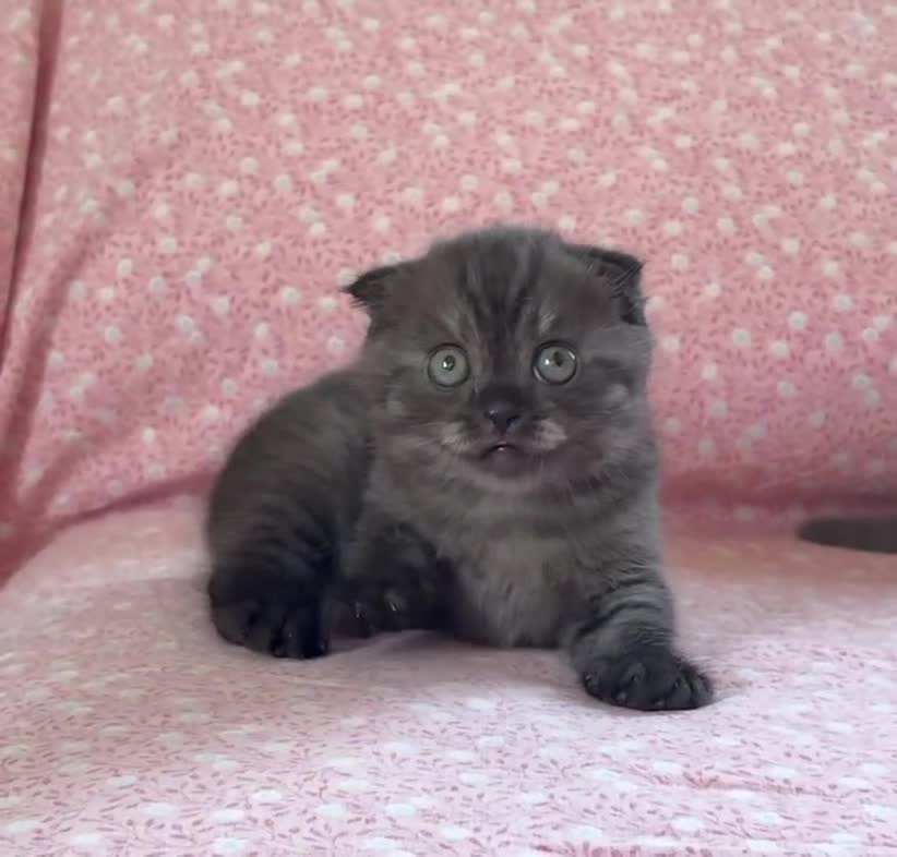 Scottish gatti in vendita: Scottish fold e straight  - Video 1