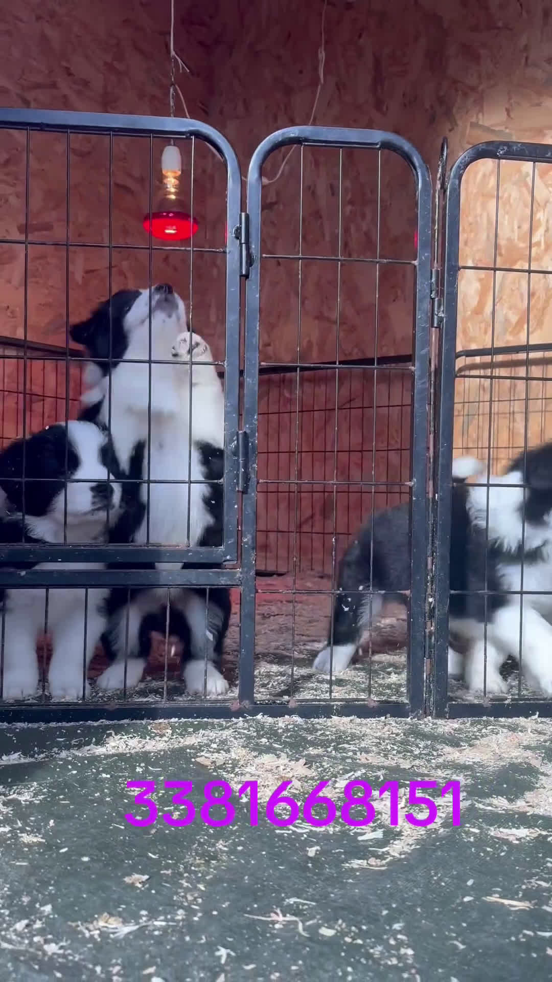Border Collie cani in vendita: Border collie  - Video 1