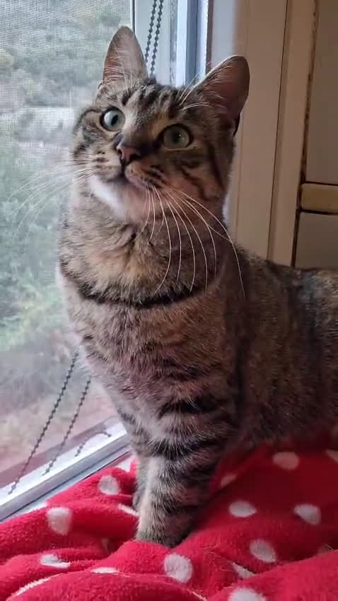 Europeo gatti in regalo: MISS  UNA TIGRATINA DA CONCORSO DI BELLEZZA - Video 1