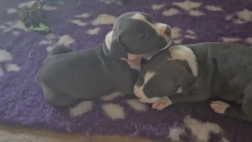 American Staffordshire cani in vendita: Amstaff blue cucciolo - Video 2