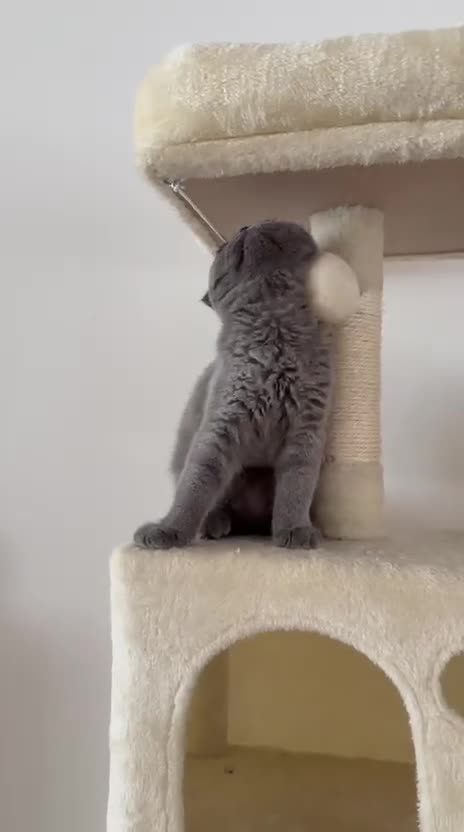 British gatti in vendita: Quattro piccoli British cercano casa 🐾 - Video 3