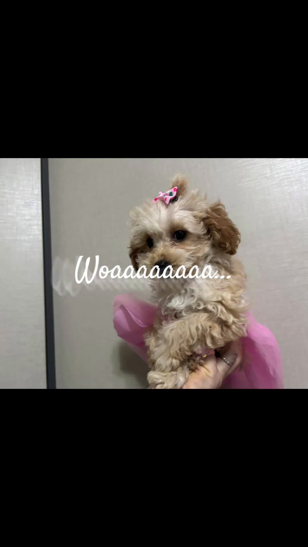 Barboncino Toy cani in vendita: Barboncina toy - Video 1