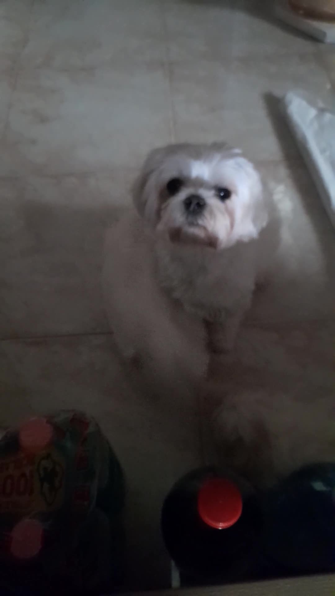 Maltese cani in vendita: Maltese  - Video 1