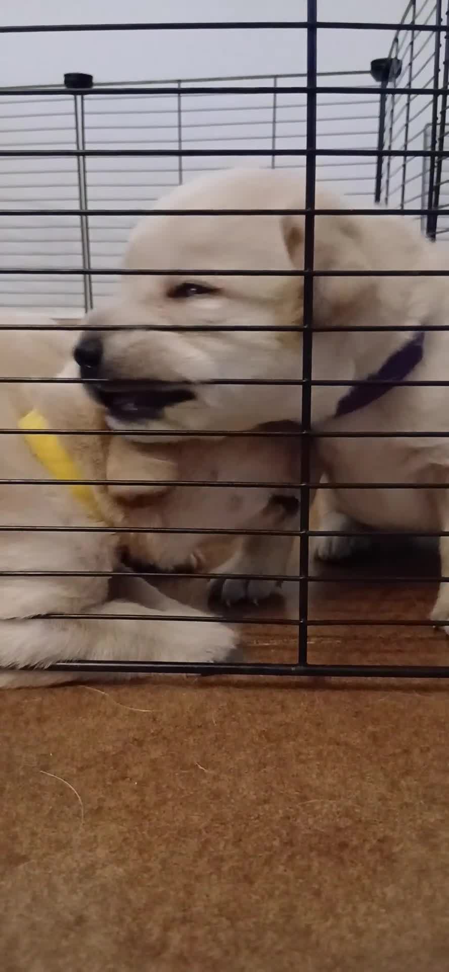 Labrador cani in vendita: Cuccioli di labrador retriever con pedigree - Video 4