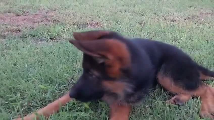 Pastore Tedesco cani in vendita: Super cucciola di Pastore Tedesco - Video 1