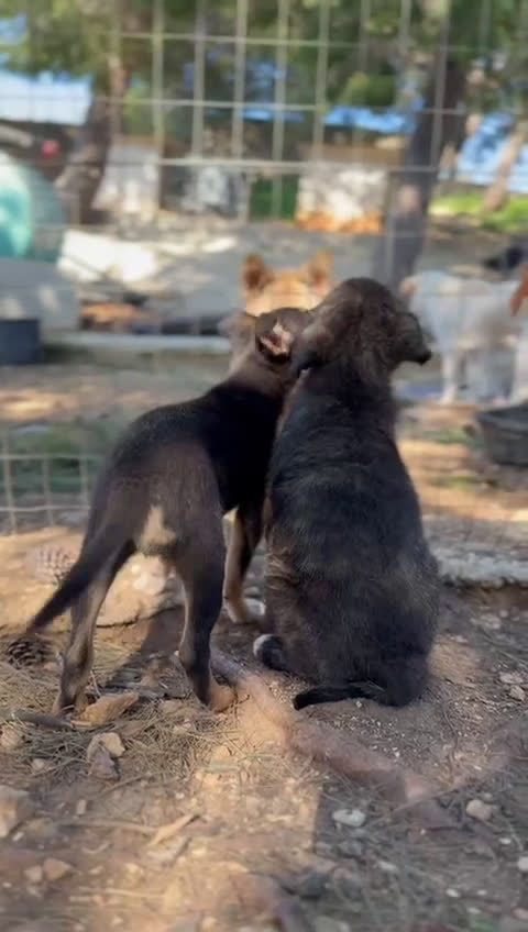Meticcio cani in regalo: Meticcio cerca casa  a Provincia di Padova - Video 1