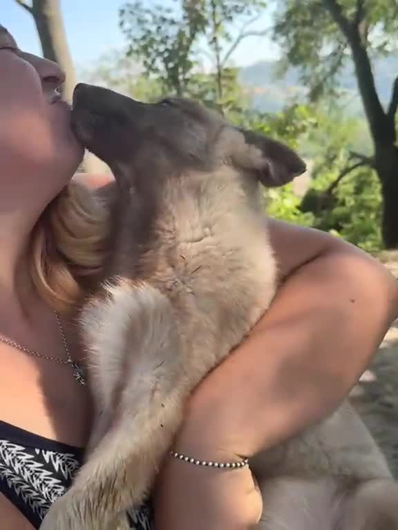 Husky cani in vendita: Cucciola Siberian husky agouti red occhio azzurro  a Provincia di Forlì-Cesena - Video 1