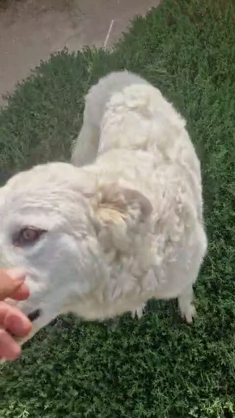 Meticcio cani in regalo: Claudia: 2 anni, taglia media, socievole  - Video 2