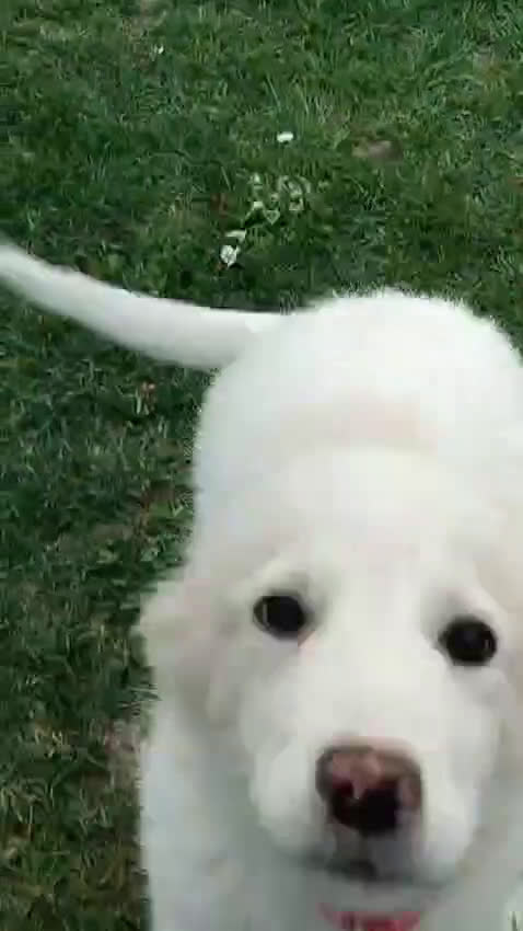 Meticcio cani in regalo: Barbie  cucciola di 3 mesi si trova a Parma  - Video 1