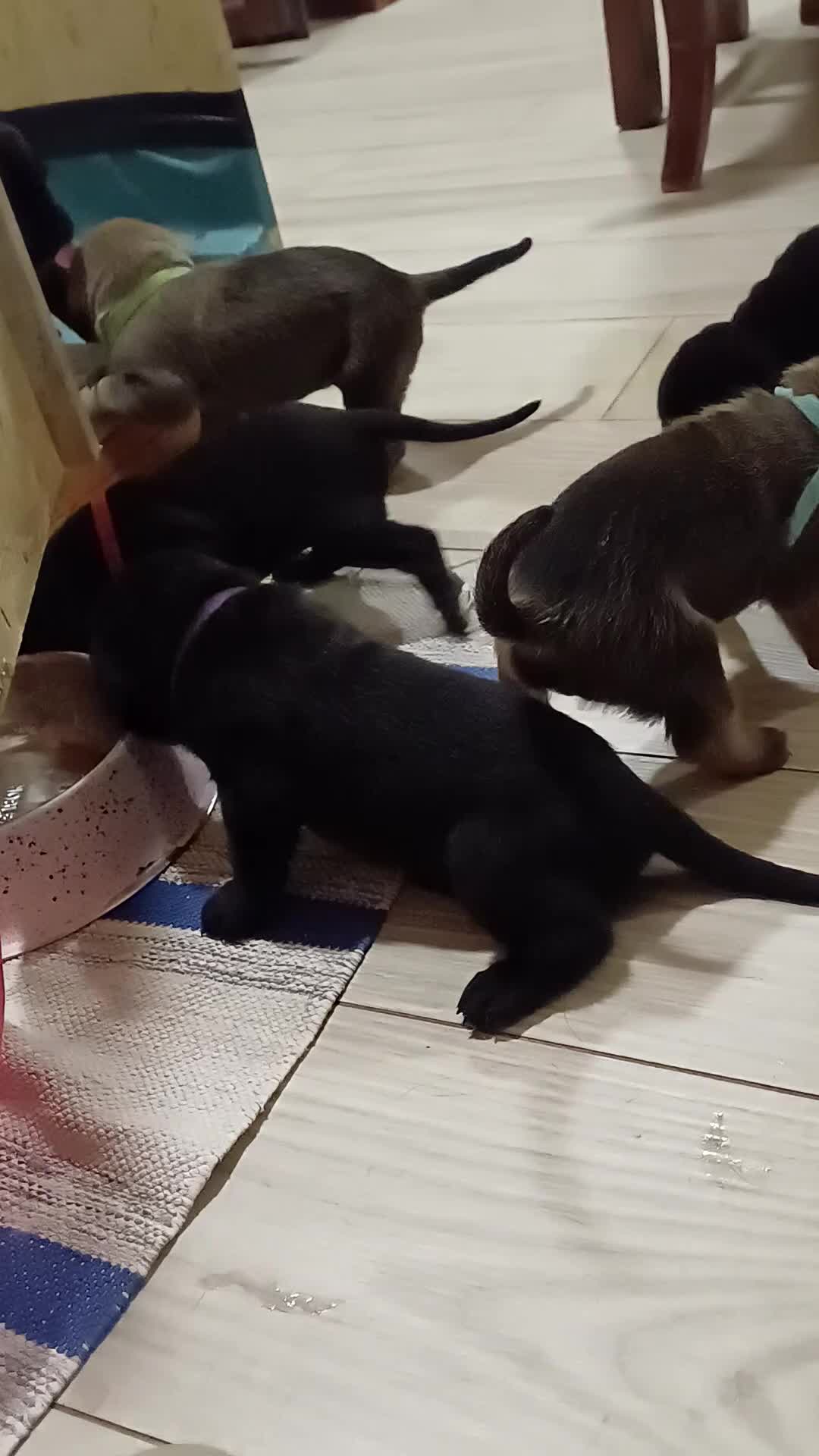 Cane Corso cani in vendita: Cuccioli Cane Corso a Città metropolitana di Palermo - Video 1