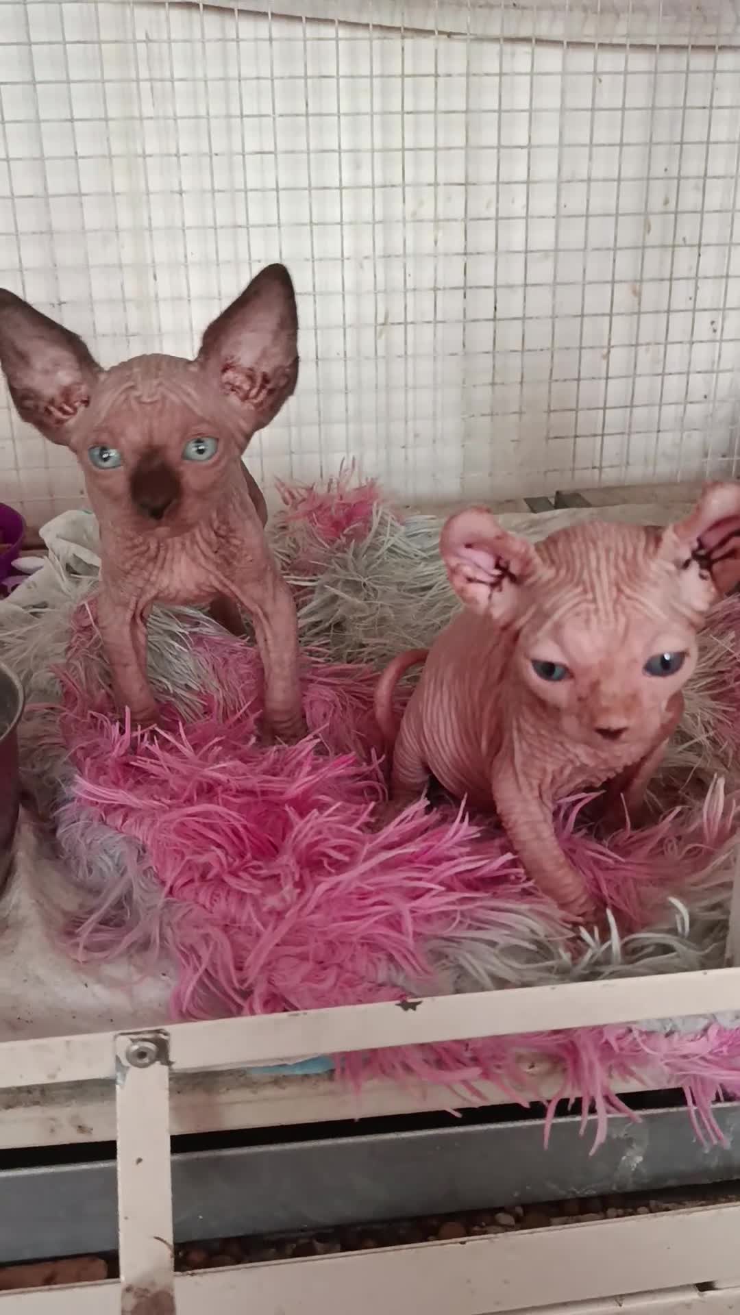 Sphynx gatti in vendita: Sphynx/elf - Video 1