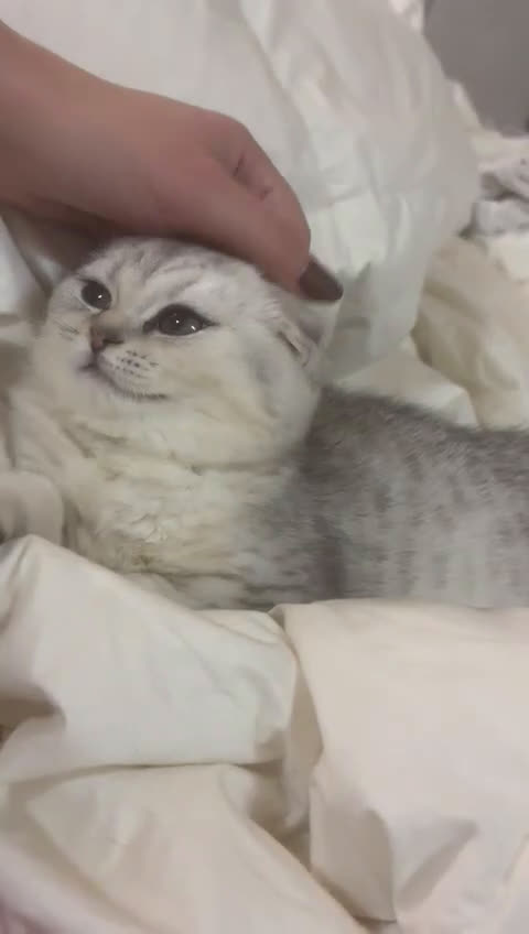 Scottish gatti in vendita: Cucciola scottish fold  - Video 1