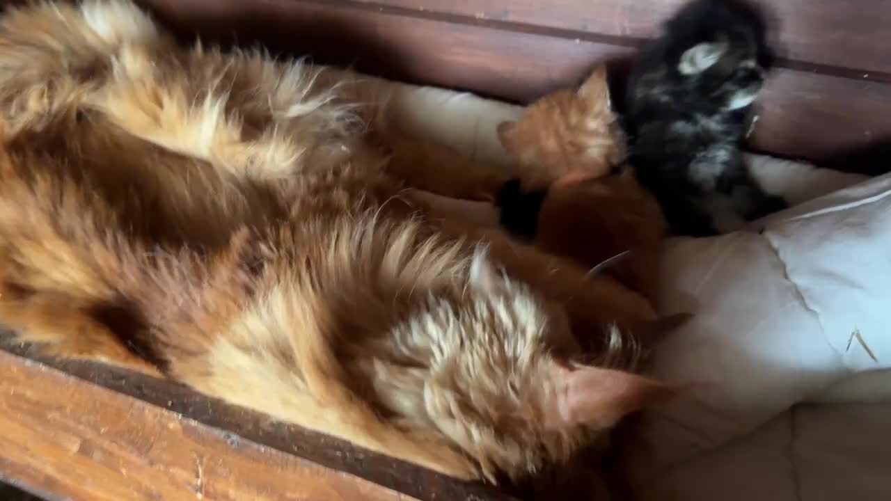 Maine Coon gatti in vendita: Cuccioli maine coon (Lestat X Hvitt Lys) - Video 3