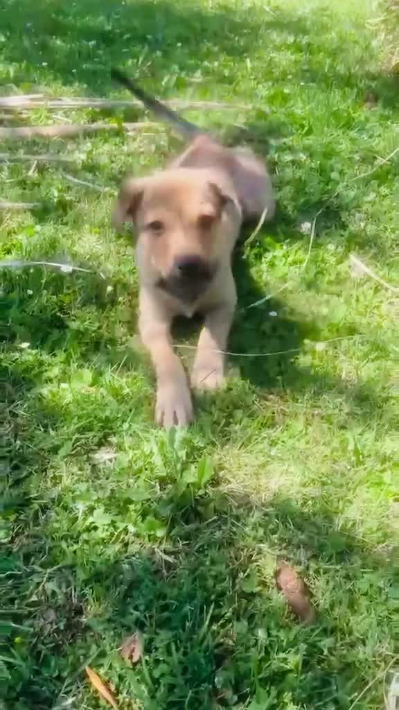Meticcio cani in regalo: Cucciole femmine 4 mesi - Video 1