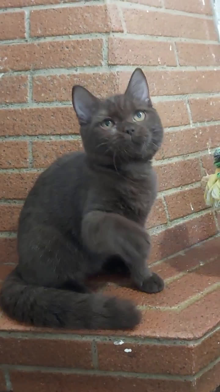 Scottish gatti in vendita: Scottish Fold/Straight  e British  a Città Metropolitana di Torino - Video 3