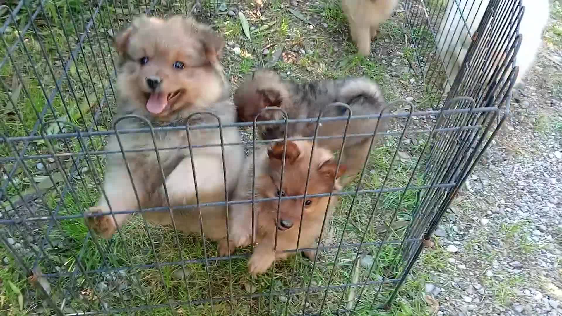 Spitz cani in vendita: Spitz tedesco piccolo  - Video 3