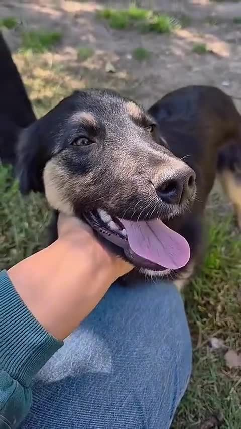 Border Collie cani in regalo: SEMOLINO CUCCIOLOTTO 6 MESI MIX BORDER CERCA MAMMA - Video 1