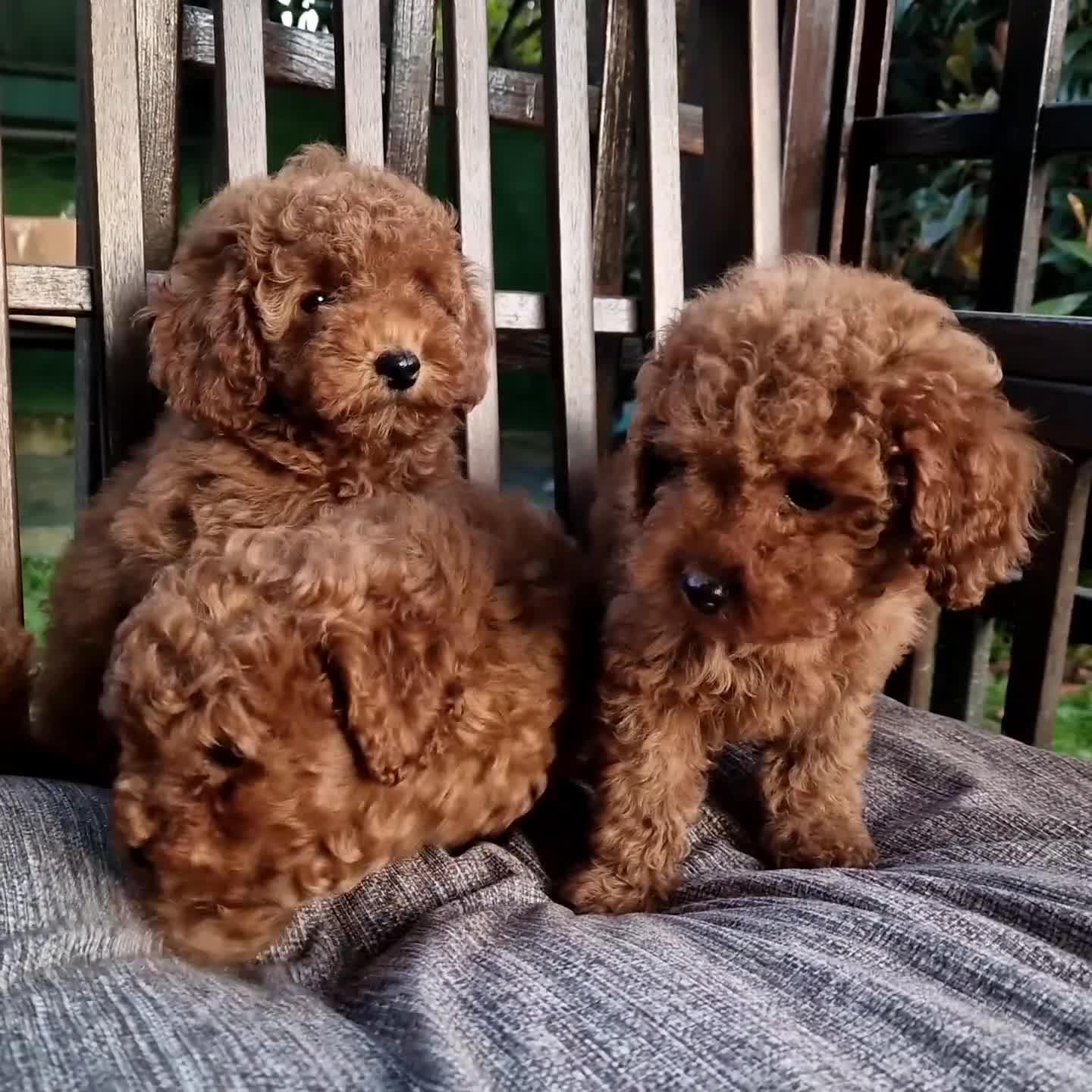 Barboncino Toy cani in vendita: Barboncino mini toy e Teacup Red brown  - Video 2