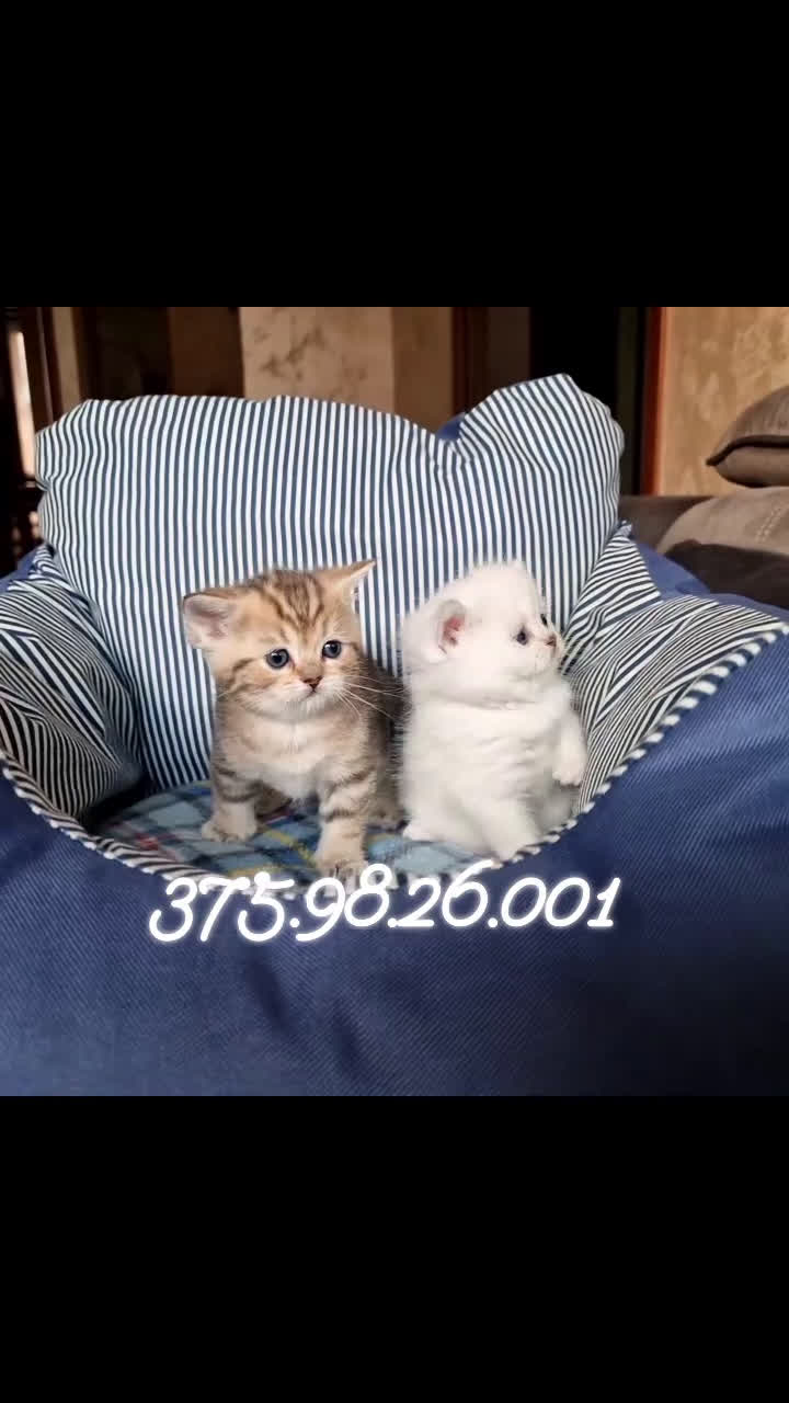 British gatti in vendita: British shorthair e longhair  - Video 2