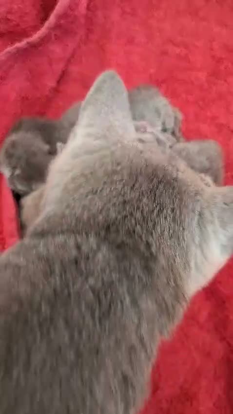 British gatti per accoppiamento: British shorthair lilac  - Video 1