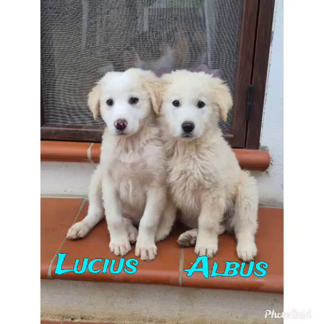 Meticcio cani in regalo: Tanti cuccioli cercano un porto sicuro - Video 1