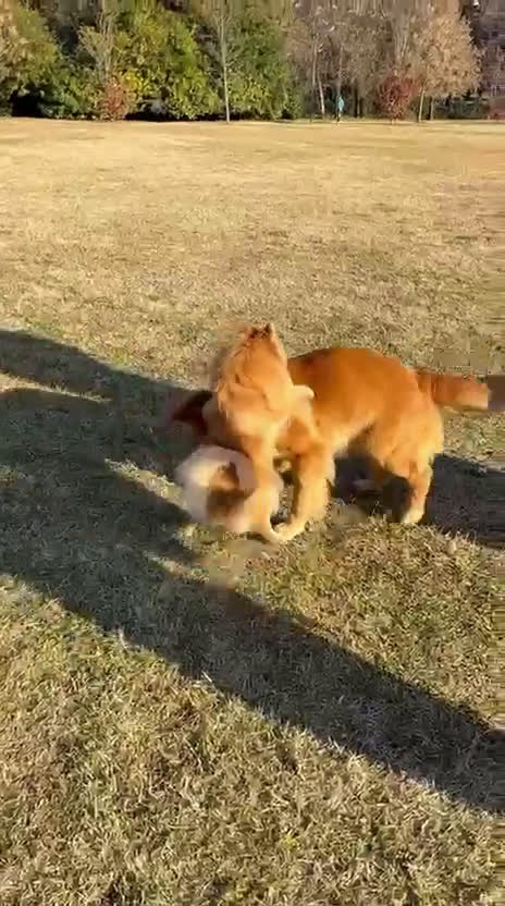 Spitz cani in vendita: Spitz toy a Provincia di Pordenone - Video 1