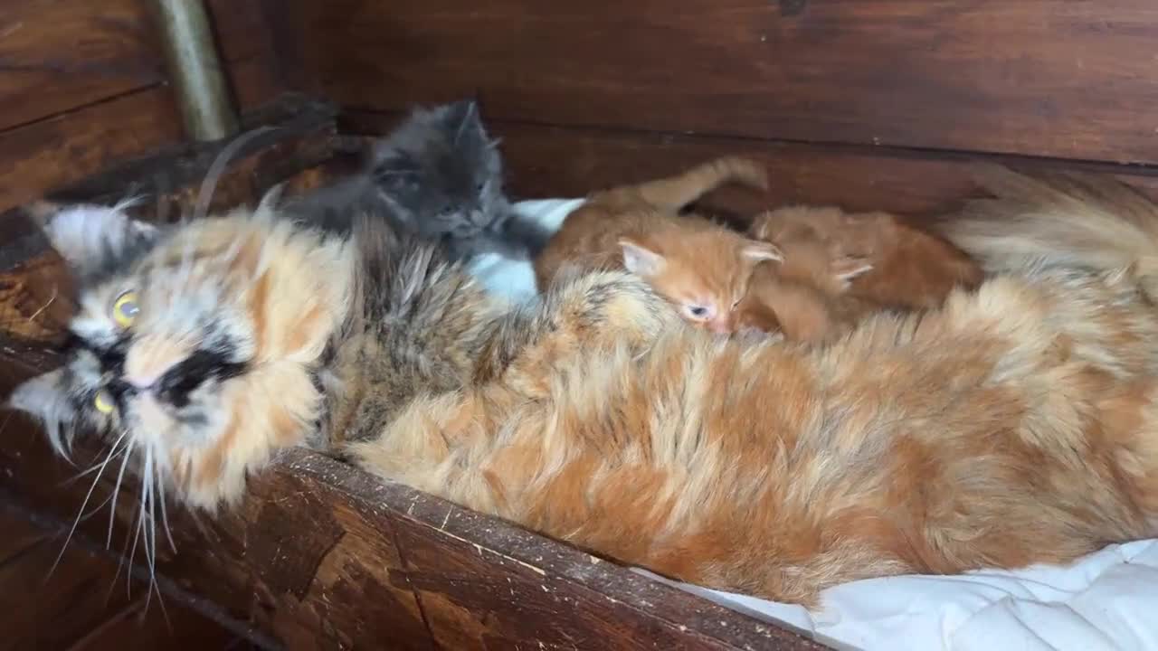 Maine Coon gatti in vendita: Cuccioli rossi di maine coon {AustinXBastet} - Video 5
