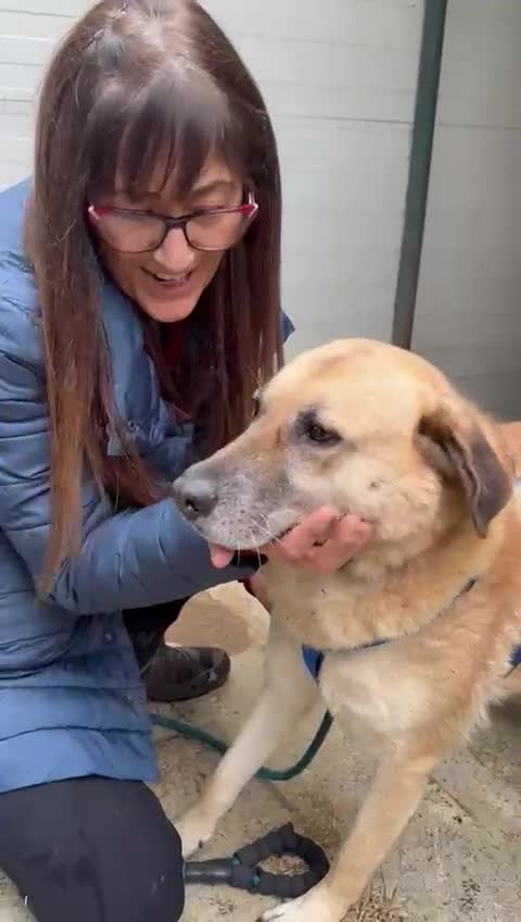 Meticcio cani in regalo: Splendida meticcia - RAJA - Video 2