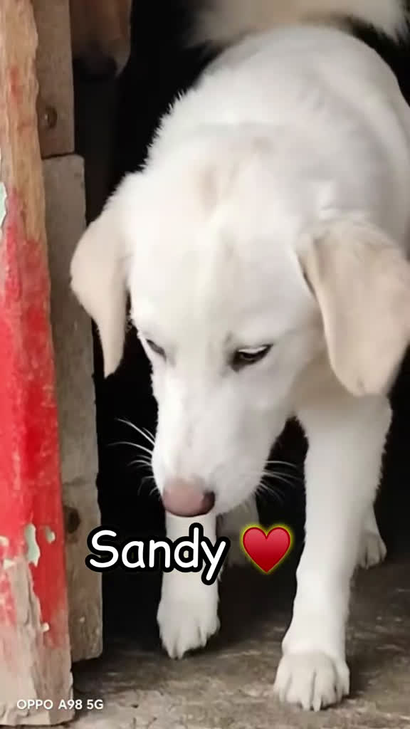Meticcio cani in regalo: Danny e Sandy 4 mesi e mezzo tg medio abbondante  - Video 2