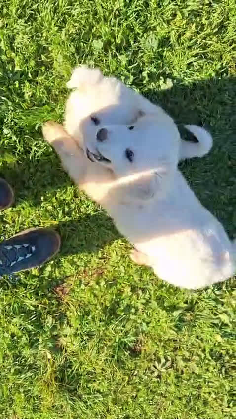 Meticcio cani in regalo: Lilla & Viola - Video 2