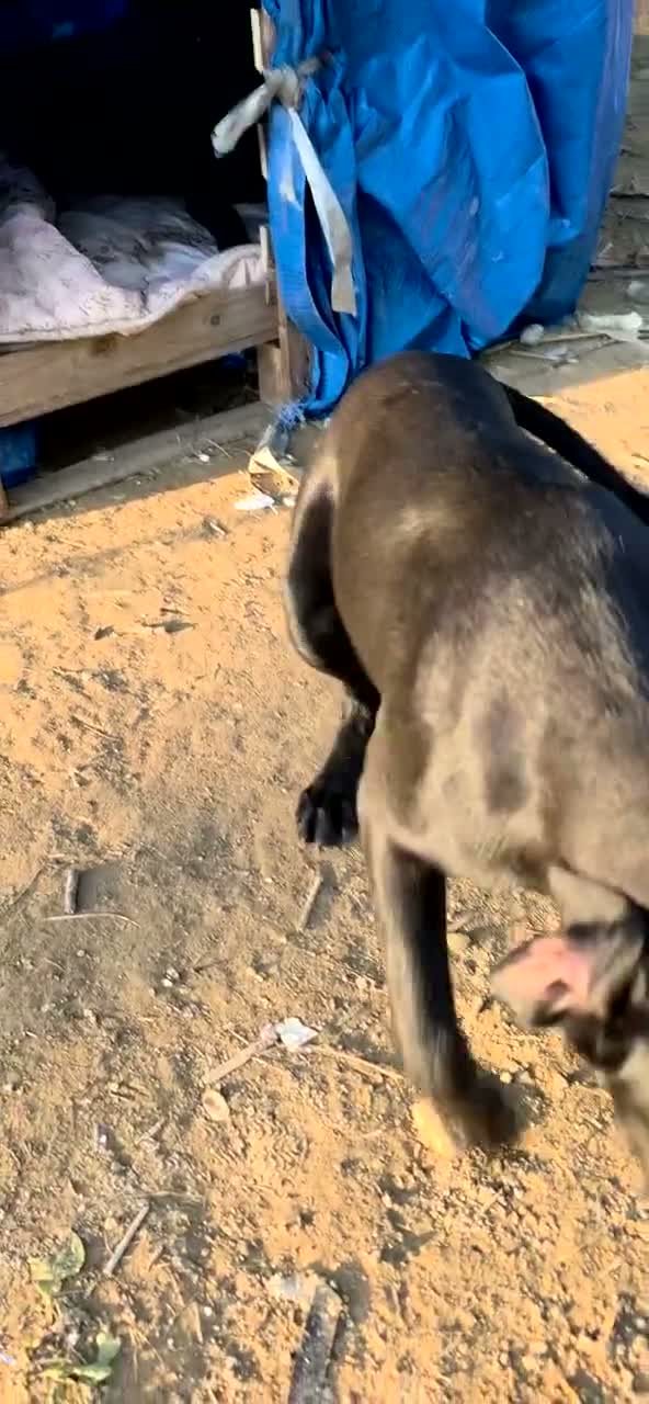 Meticcio cani in regalo: Balù, Iole e Igor - Video 1