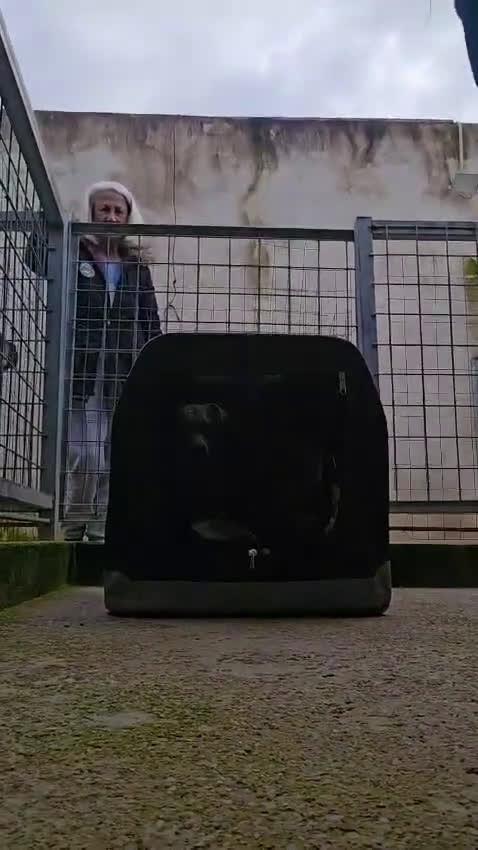 Meticcio cani in regalo: Boris: 1 anno taglia piccola  - Video 1