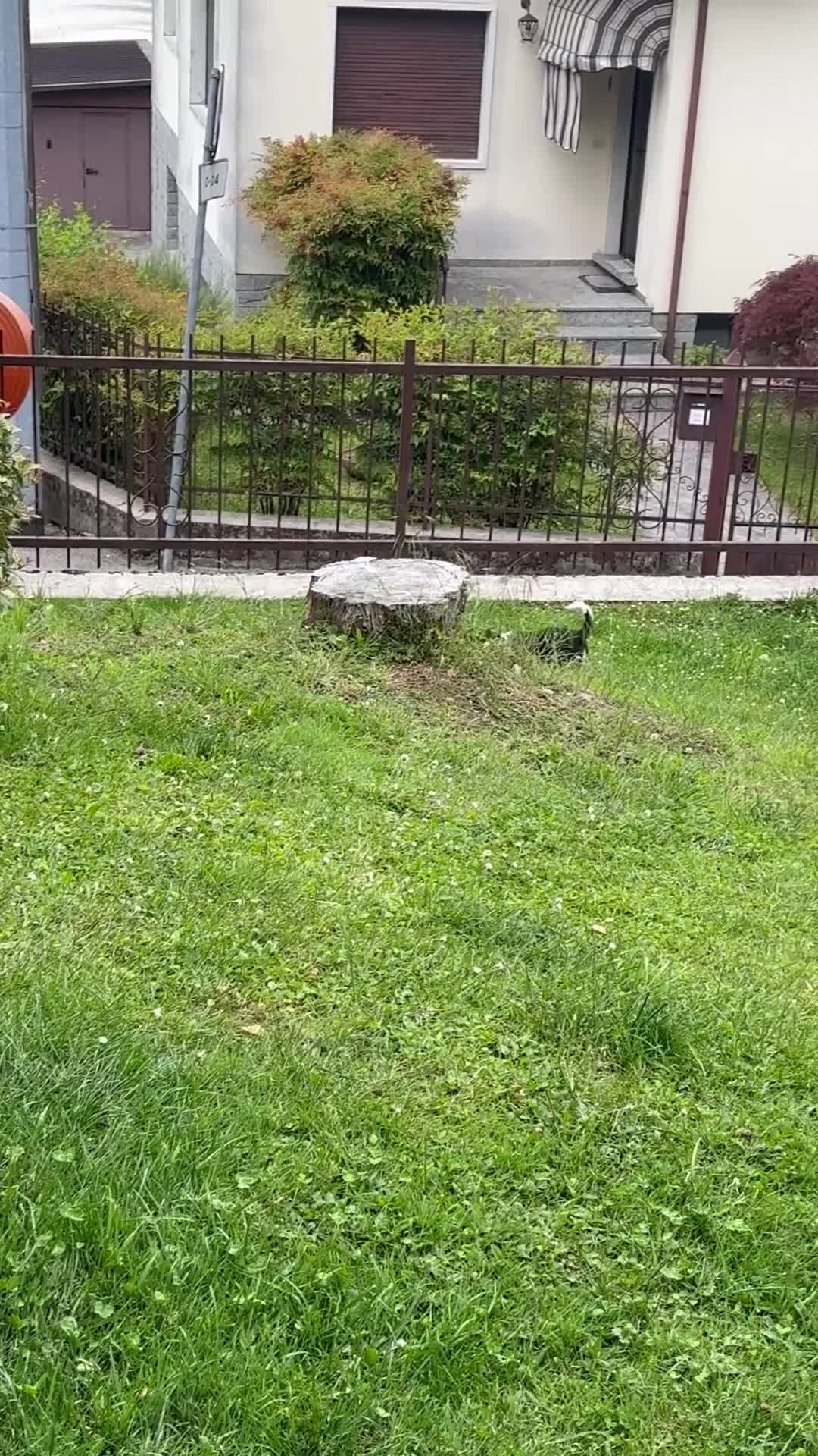 Chihuahua cani in vendita: Chihuahua con pedigree enci  - Video 1