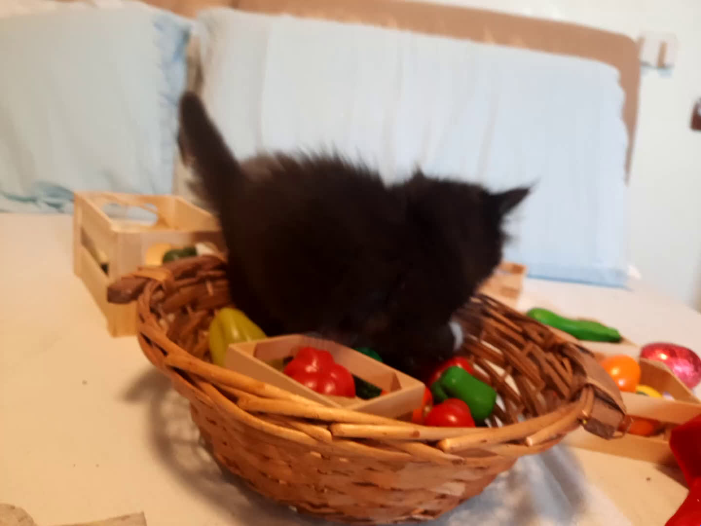 Siberiano gatti in vendita: cuccioli in arrivo a Provincia di Forlì-Cesena - Video 1