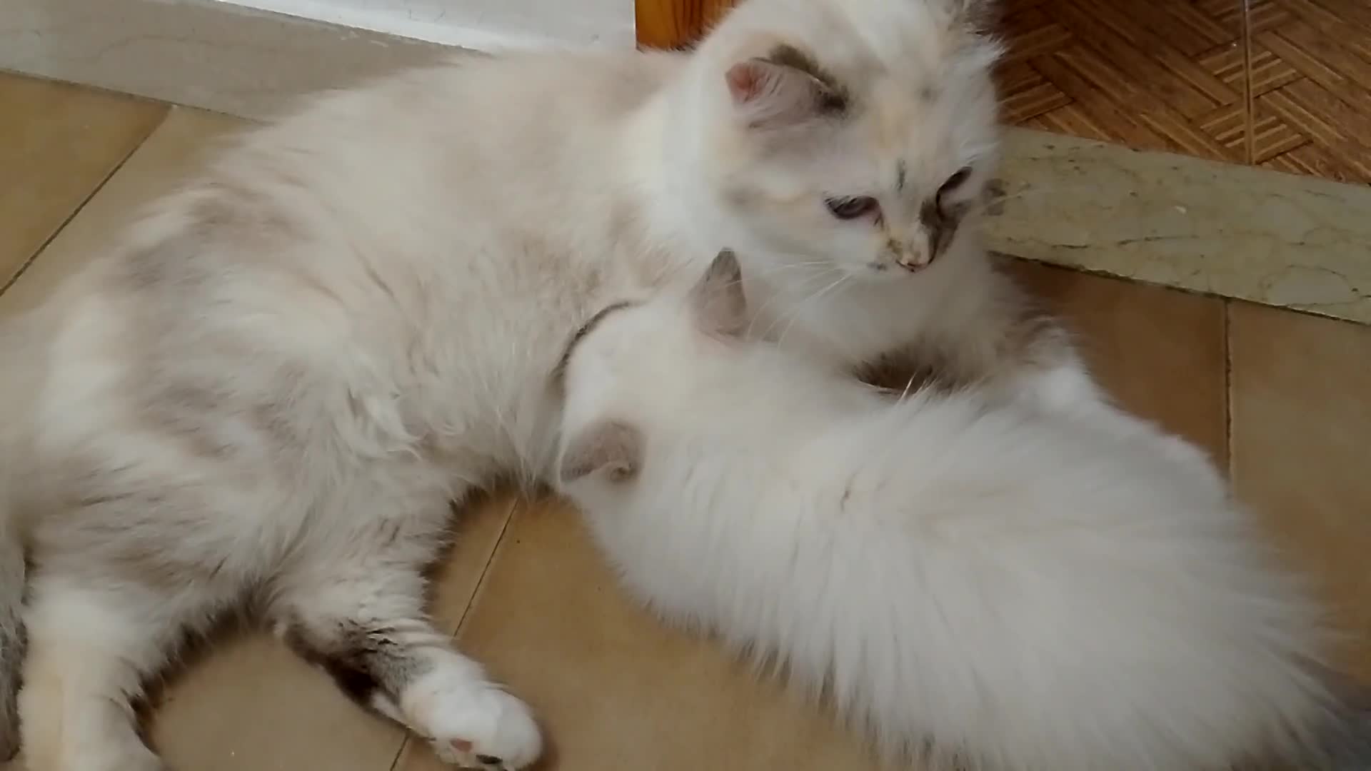 Siberiano gatti in vendita: Cuccioli di Siberiano Neva Masquerade  a Provincia di Macerata - Video 1