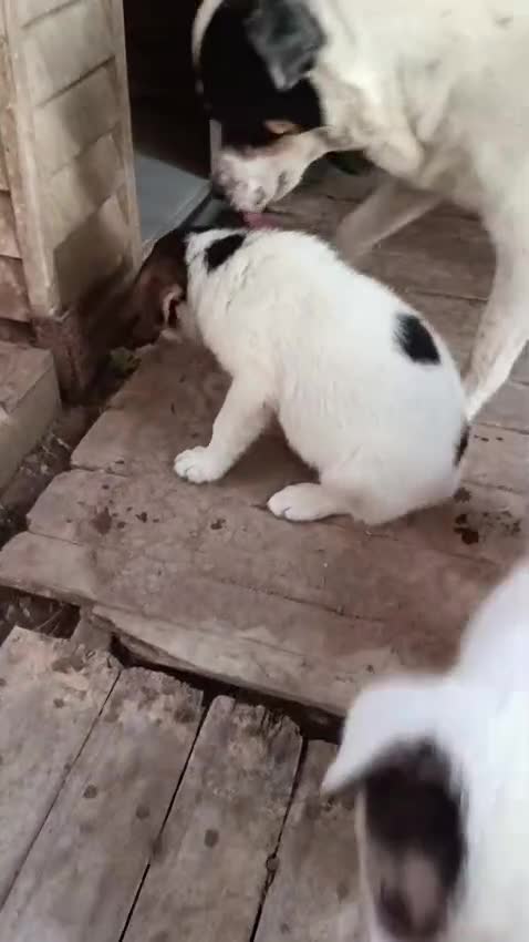 Meticcio cani in regalo: Tim e Kia! (25kg-2 mesi)  - Video 2