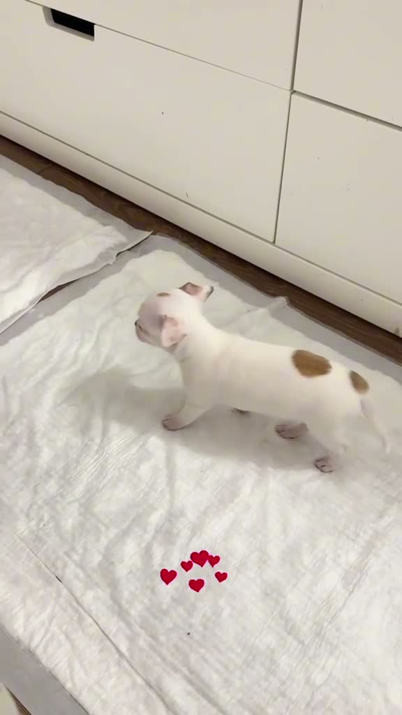 Chihuahua cani in vendita: CUCCIOLO DI CHIHUAHUA  - Video 1