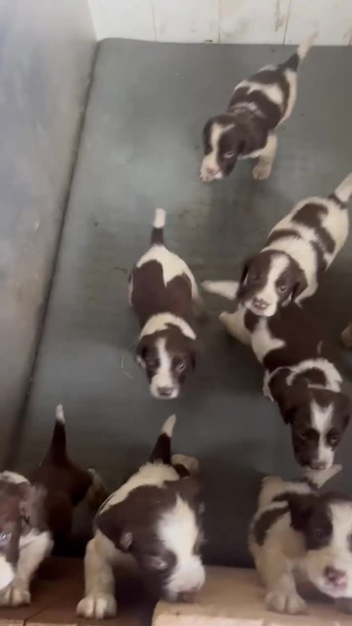 Springer Spaniel Inglese cani in vendita: Cuccioli di springer spaniel  a Provincia di Brescia - Video 1
