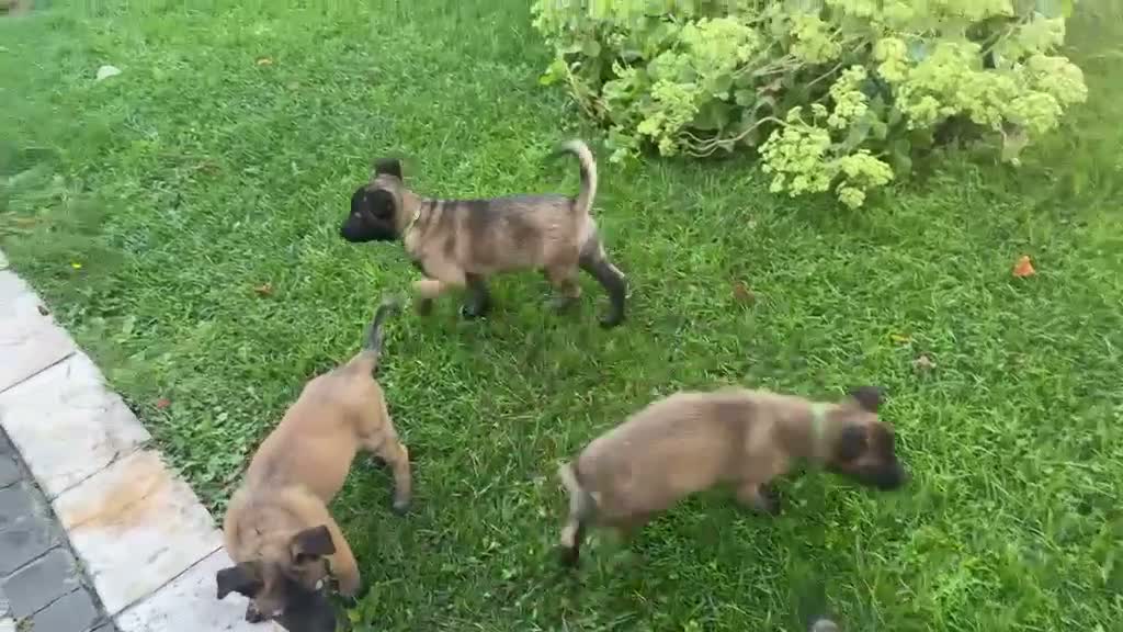 Pastore Belga cani in vendita: Femmine Pastore Belga Malinois - Video 1