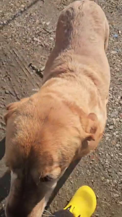 Labrador cani in regalo: Paco: labrador retriever dolcissimo con tutti  - Video 1