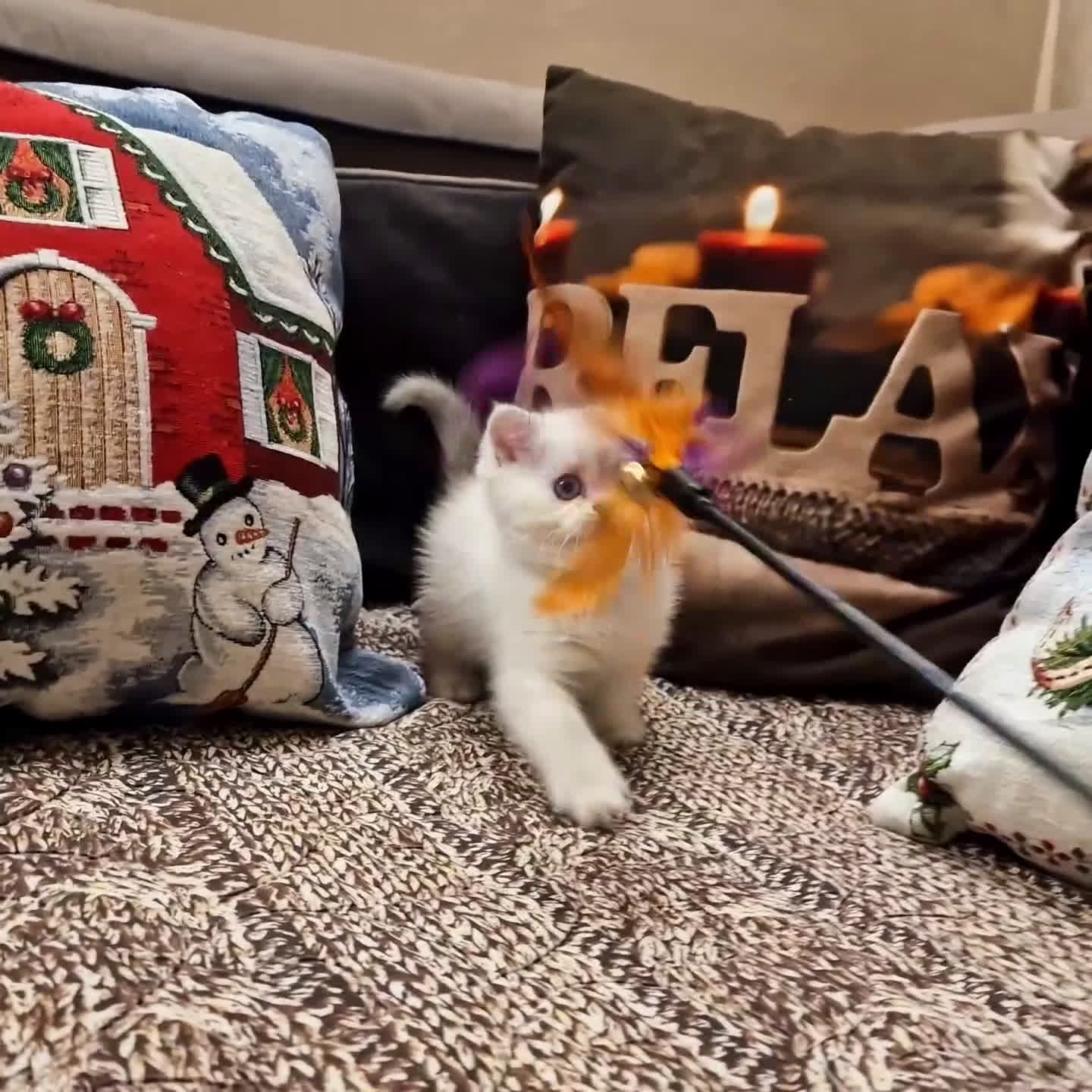 British gatti in vendita: British shorthair e longhair  - Video 5